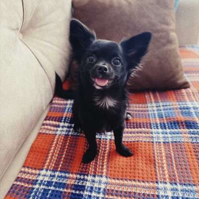 MAÇA Erkek Chihuahua