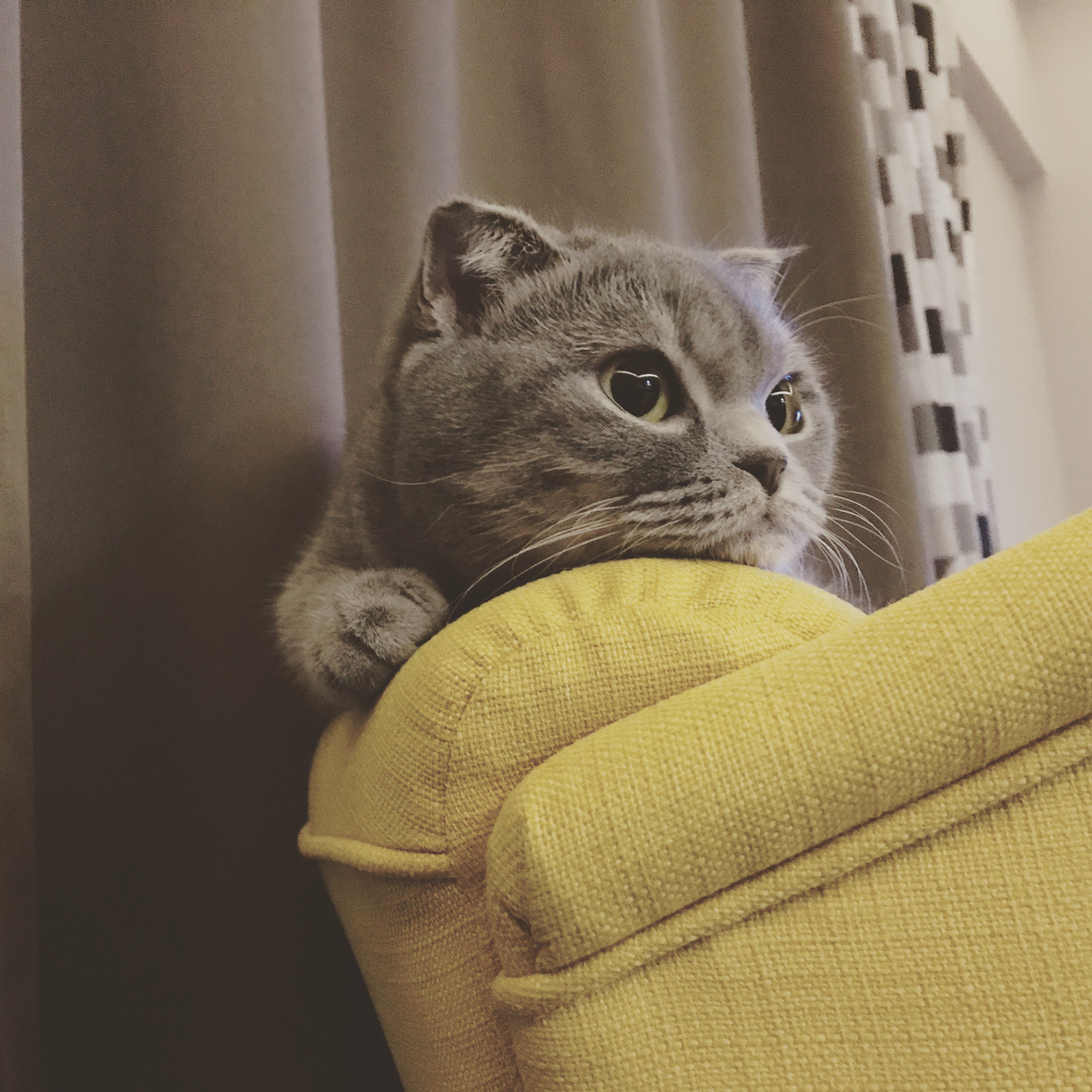 ucretsiz scottish fold kisir 4 yasinda ucretsiz kedi istanbul petarkadas com