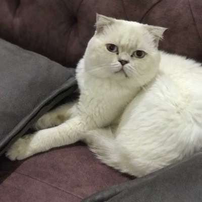 Tombik Erkek Scottish Fold