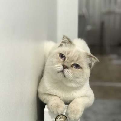 Tombik Erkek Scottish Fold