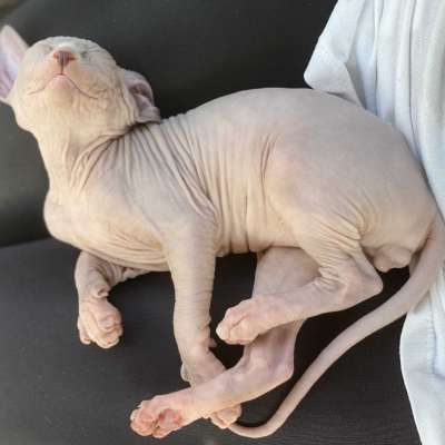 Dobby Erkek Sphynx