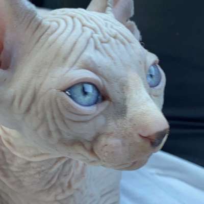 Dobby Erkek Sphynx