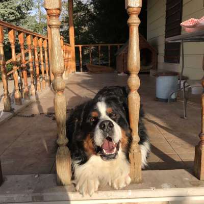 Kuzey Erkek Bernese Dağ Köpeği