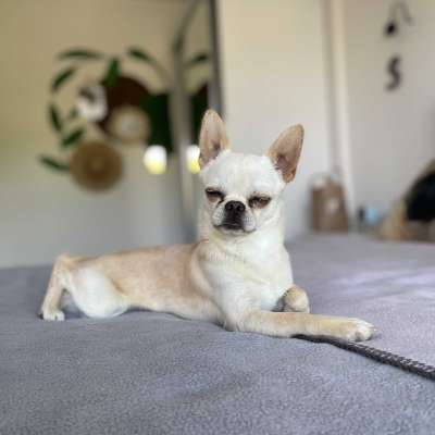 Beluga Erkek Chihuahua