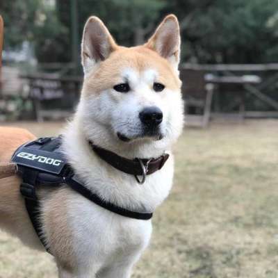 Archie Erkek Akita İnu