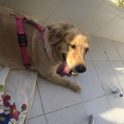 Reina Bilinmiyor Golden Retriever