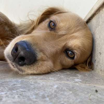 Toro Erkek Golden Retriever