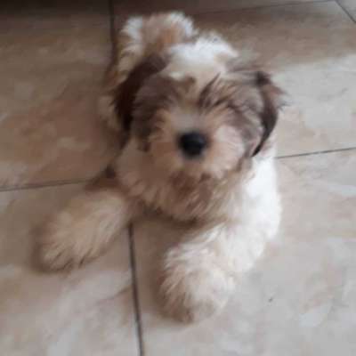 Zuzu Bilinmiyor Shih-Tzu