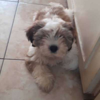 Zuzu Bilinmiyor Shih-Tzu