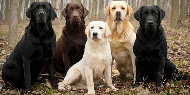 Labrador Retriever Özellikleri ve Bakımı