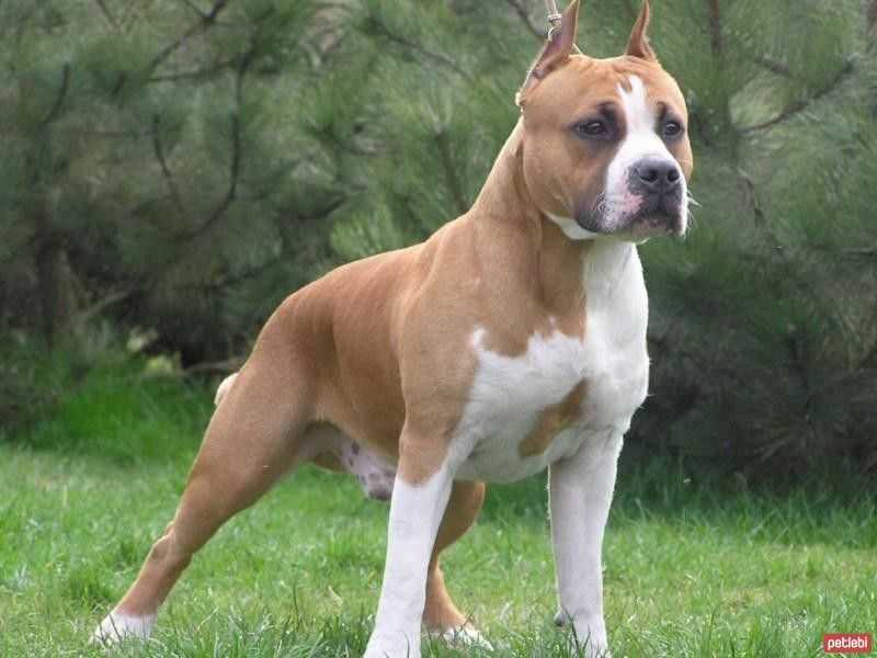 Amerikan Pitbull Terrier Özellikleri ve Bakımı