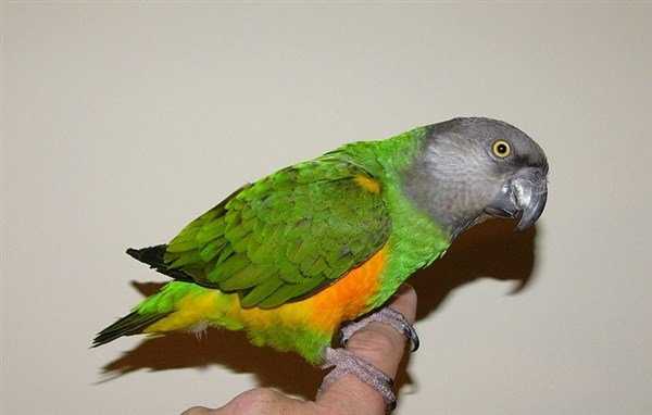 Senegal Papağanı Kuşu Özellikleri