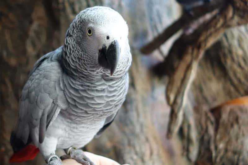 Afrika Gri Papağanı Irkı Özellikleri