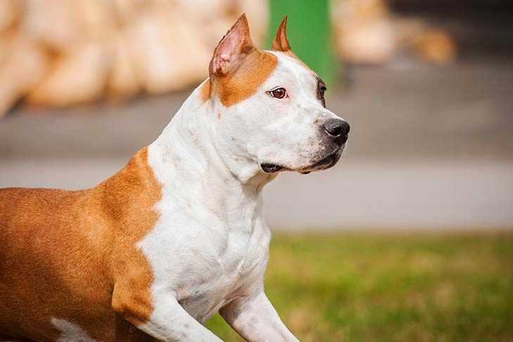 Amerikan Staffordshire Terrier Irkı Özellikleri