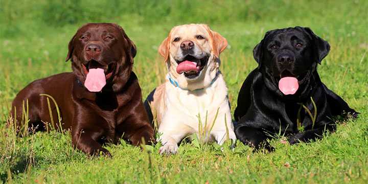 Labrador Retriever Özellikleri ve Bakımı