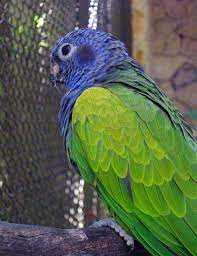 Mavi Başlı Papağan Kuşu Özellikleri