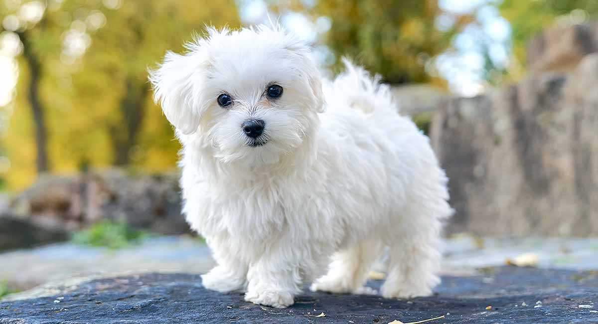 Maltese Terrier Özellikleri ve Bakımı