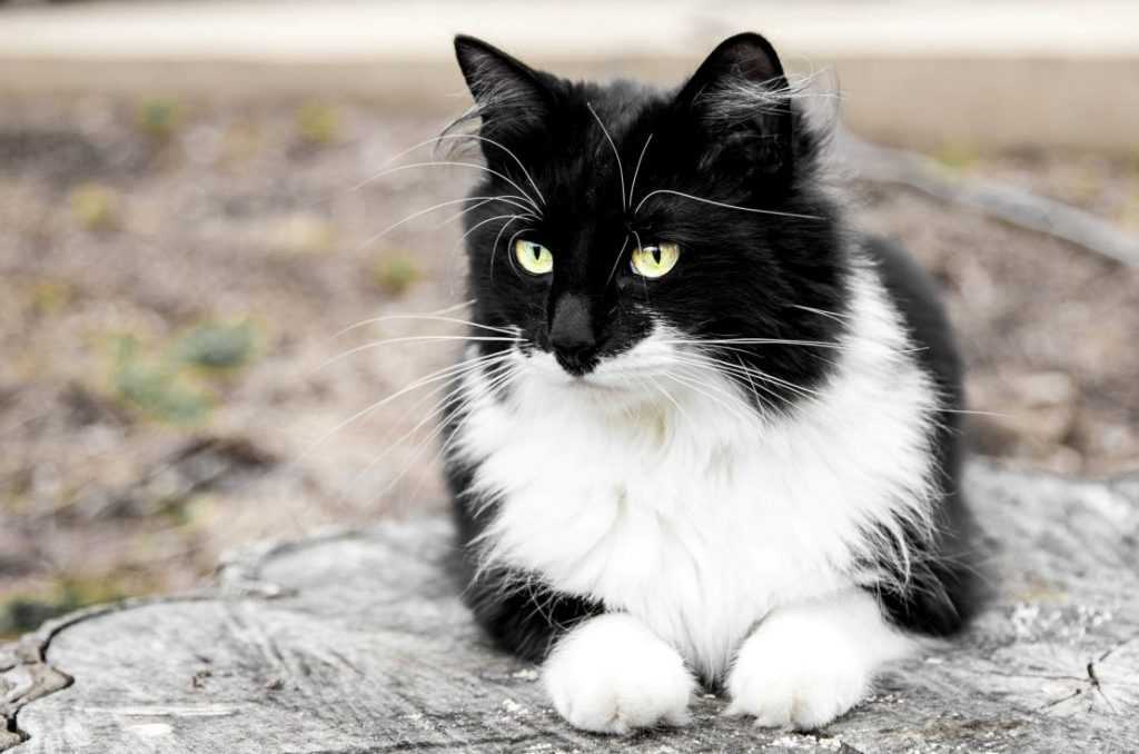 Smokin Kedi Özellikleri ve Bakımı