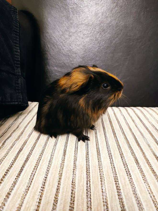 erkek guinea pig 1 yaşında
