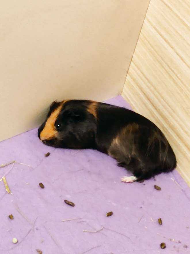 erkek guinea pig 1 yaşında