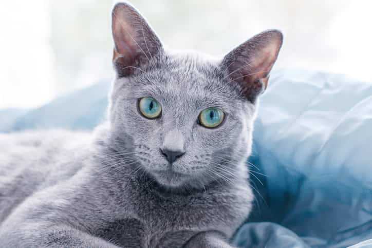 Mavi Rus Kedisi Özellikleri ve Bakımı