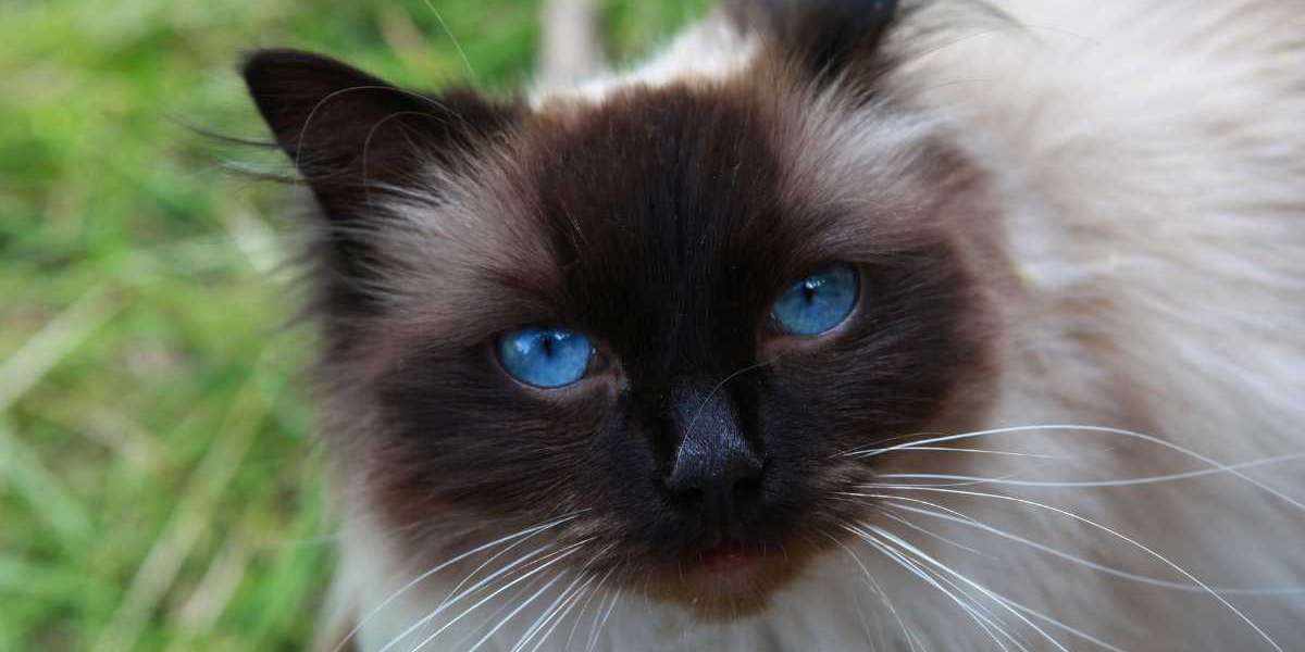 Mavi Gözlü Kedi Cinsleri
