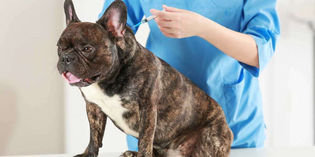 Köpek Aşıları Ücretsiz Nerede Yapılır?