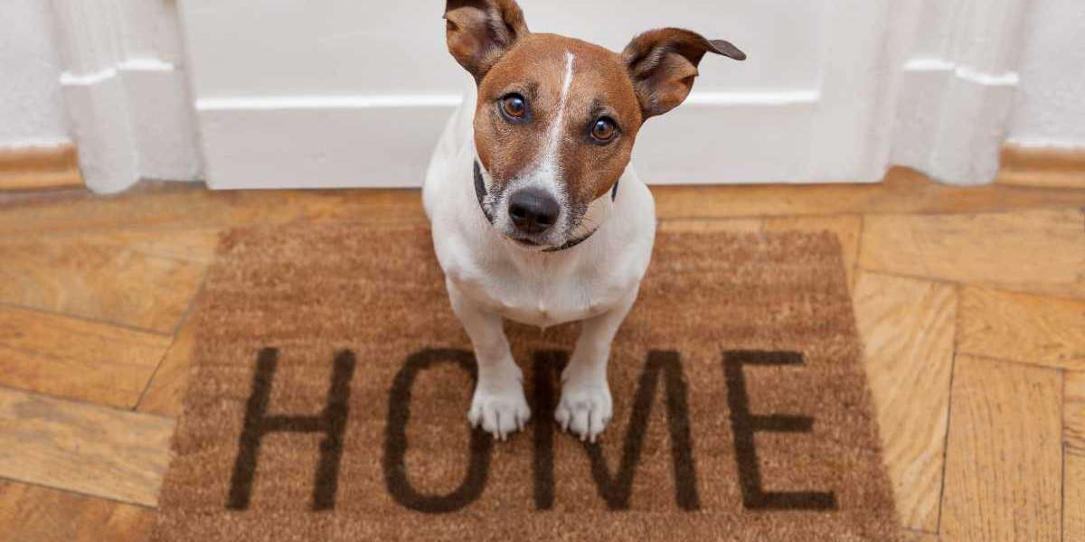 Köpekler Evde Ne Kadar Yalnız Kalabilir?