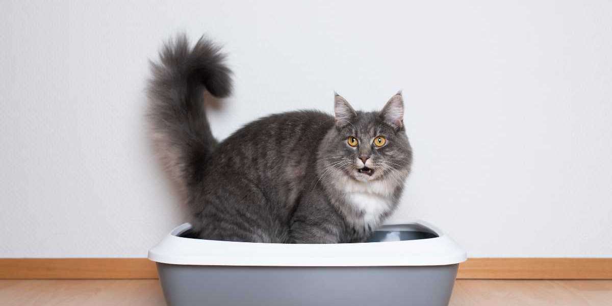 Kediler Tuvaletini Ne Kadar Tutabilir?