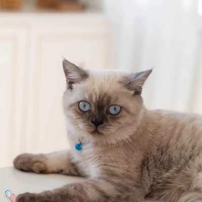 gümüş Erkek British Shorthair