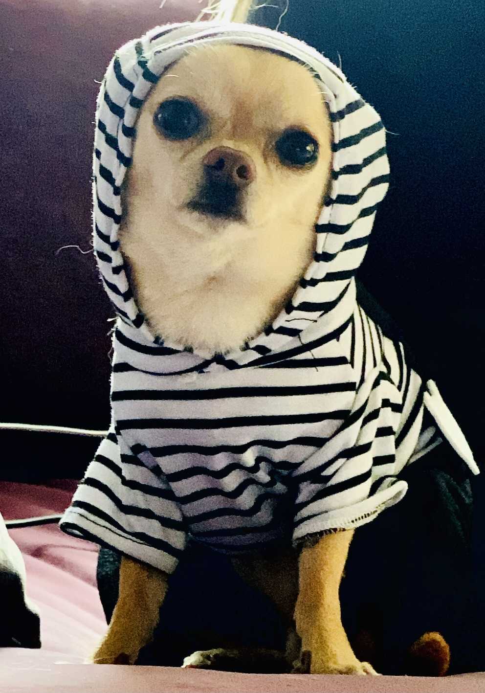 Panpan Erkek Chihuahua