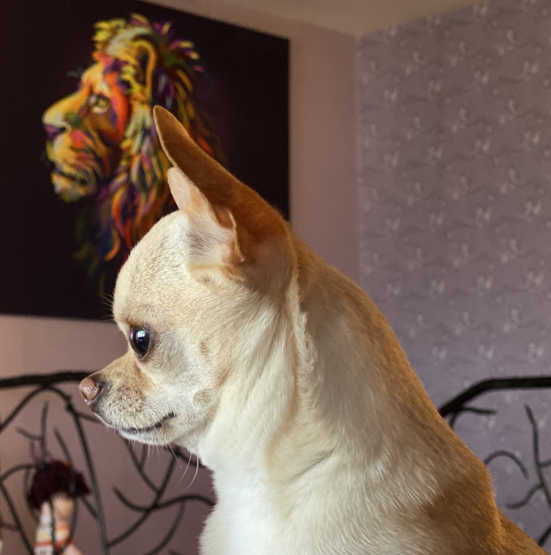Panpan Erkek Chihuahua