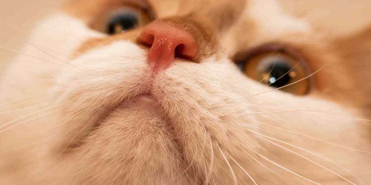 Kedilerin Burnu Neden Renk Değiştirir?