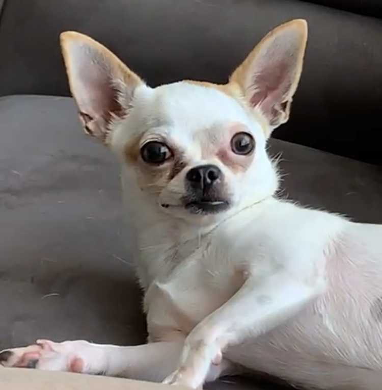 Bonny Dişi Chihuahua