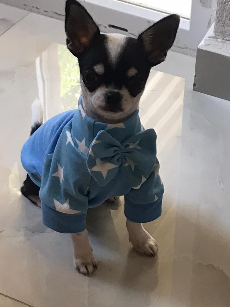 Pablo Erkek Chihuahua