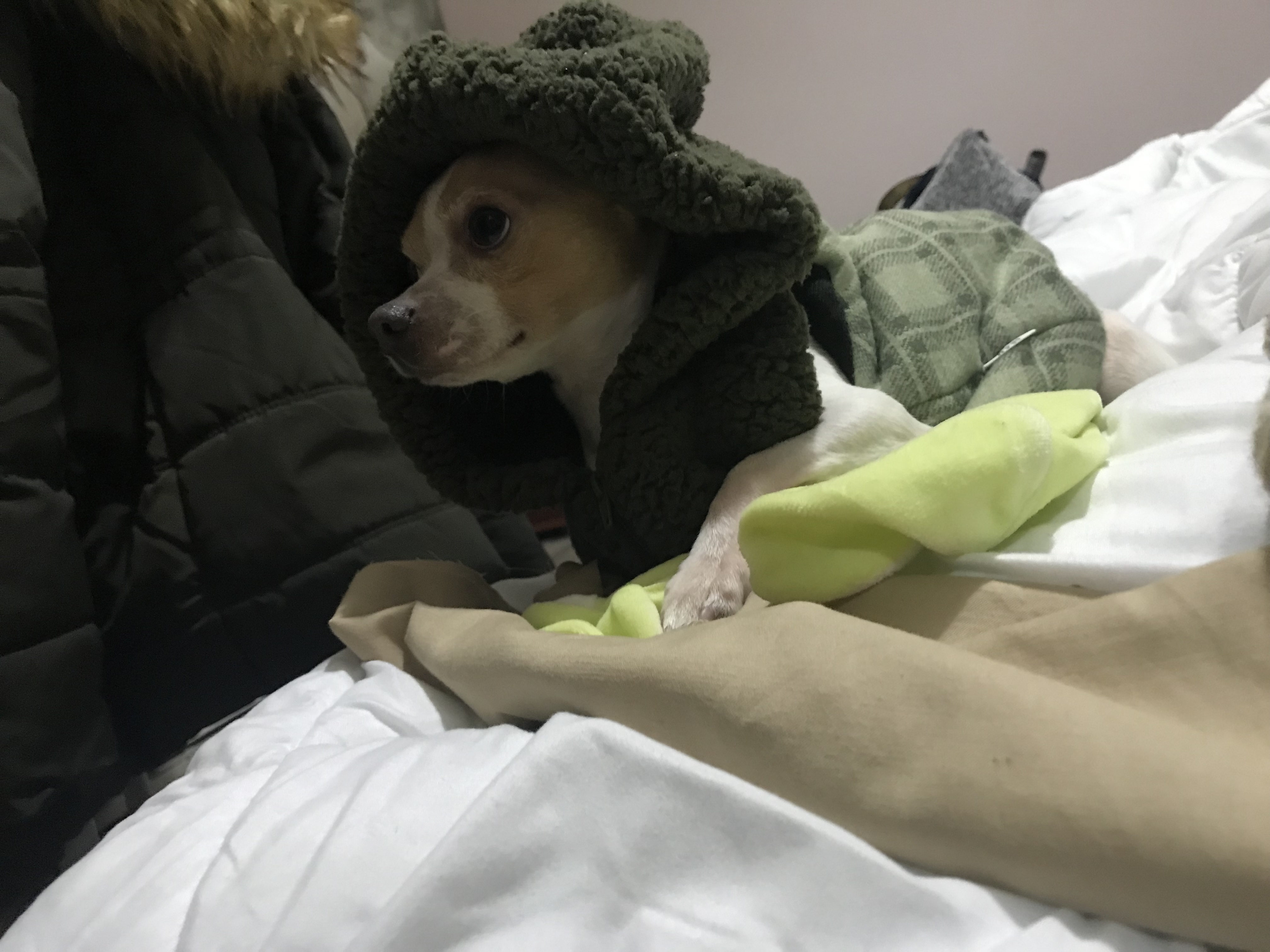 Karamel Erkek Chihuahua