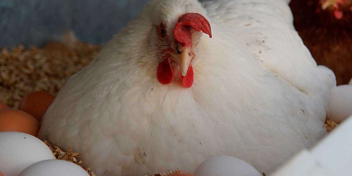 Tavuklar Neden Yumurtlamaz?
