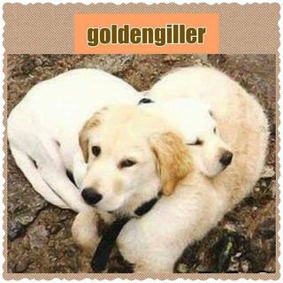 goldengiller Profile Picture