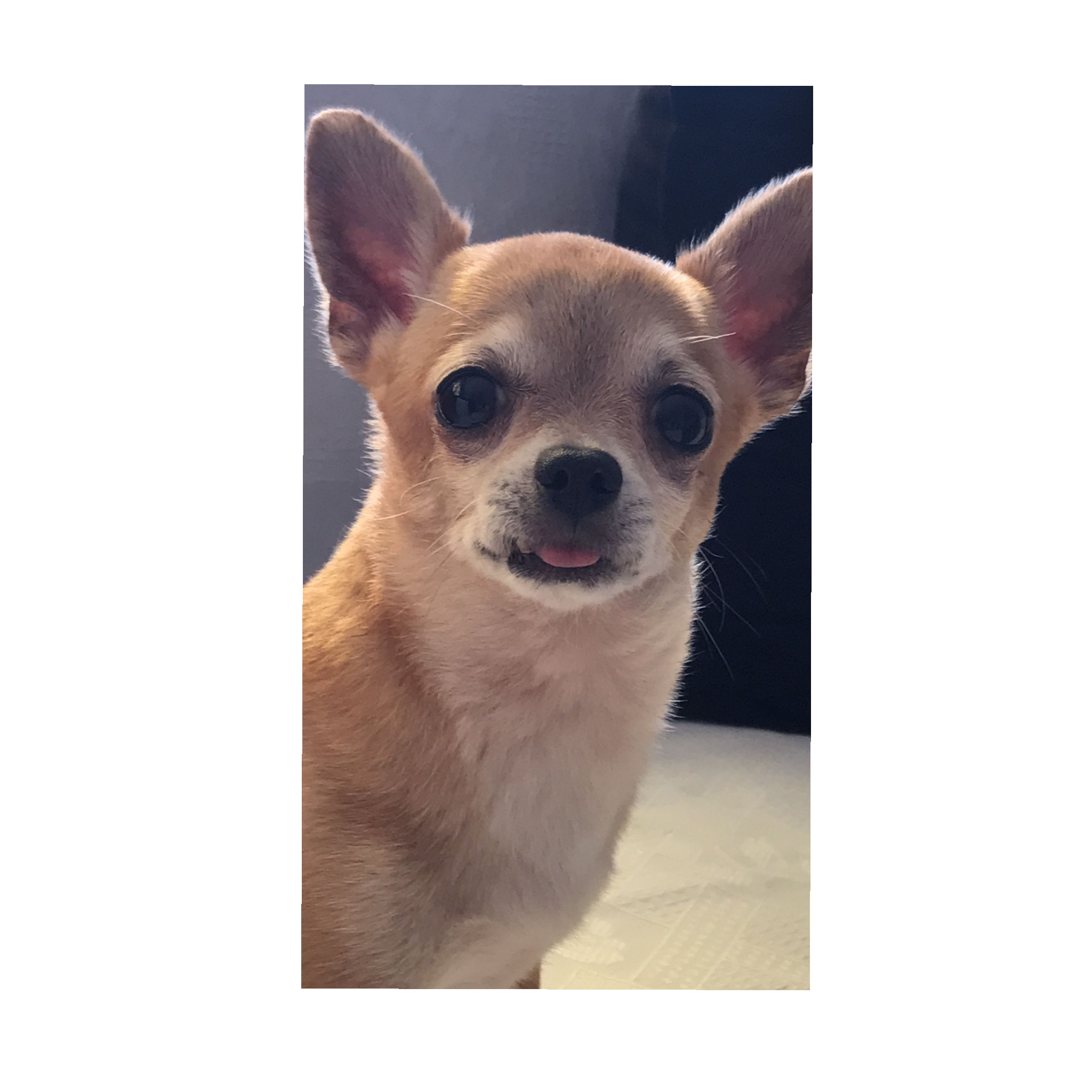 Bator Erkek Chihuahua