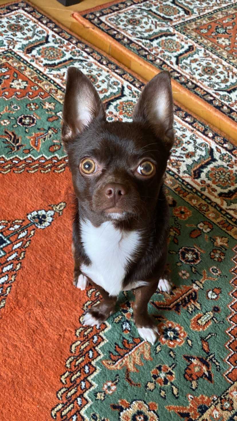 Thor Erkek Chihuahua