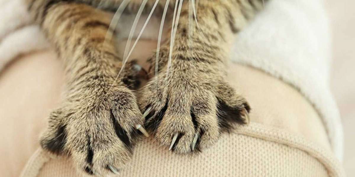 Kedi Tırmığı Hastalığı Nedir?