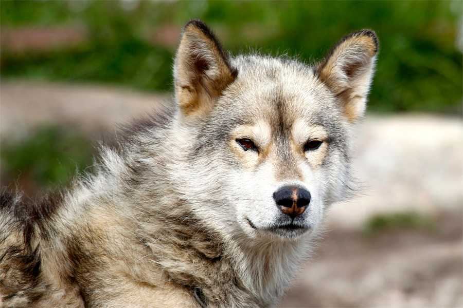 Grönland Köpeği Özellikleri ve Bakımı
