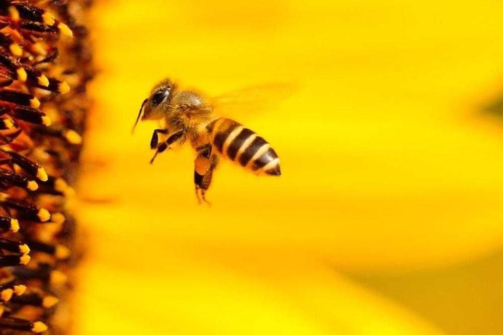 Arılar Ne Kadar Yaşar?