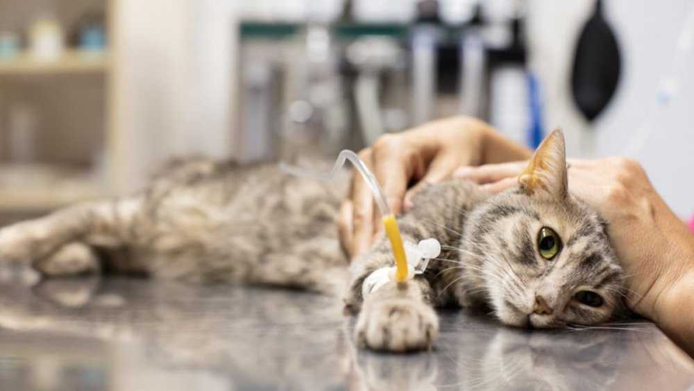 Kedi Dışkısında Kan Olmasının Nedenleri 