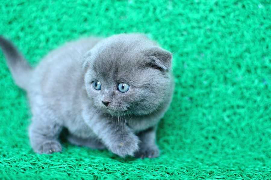 Scottish Fold Kaç Yavru Doğurur?