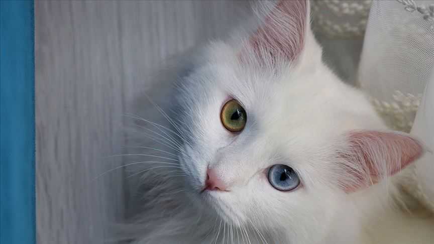 Van kedisi gözleri ne renk olur?