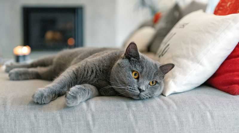 British Shorthair Tüy Döker Mi?