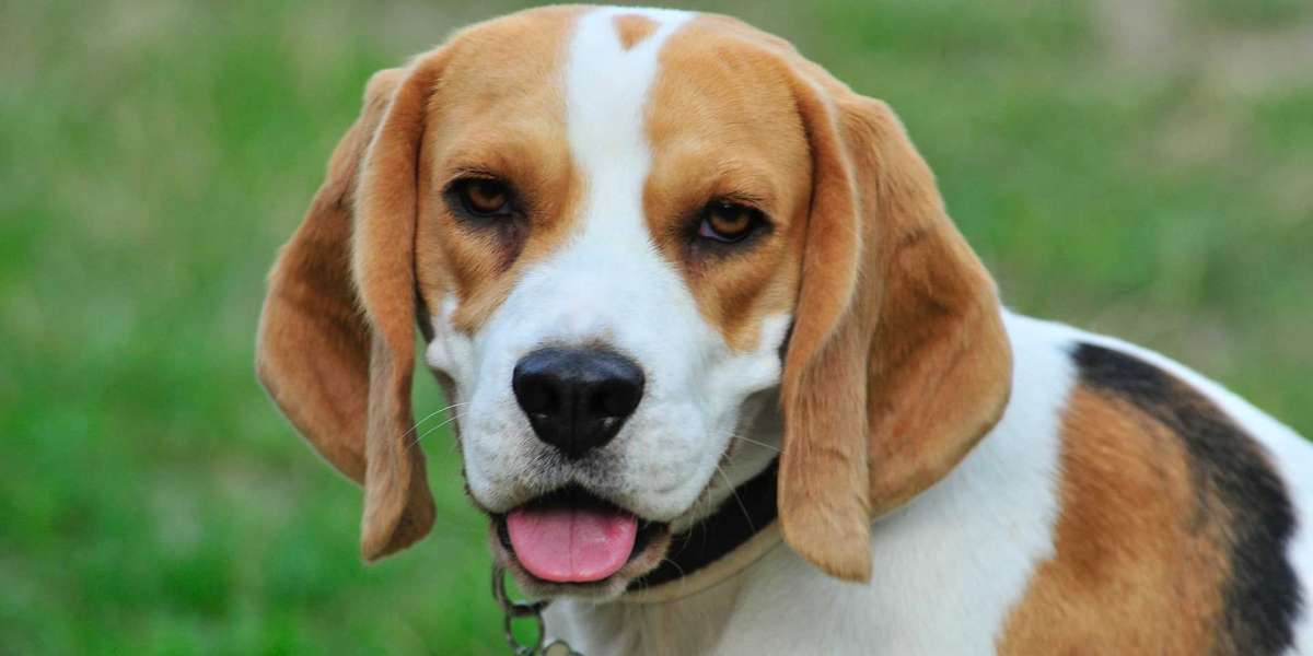 Beagle Ne Demek? Beagle Kelime Anlamı