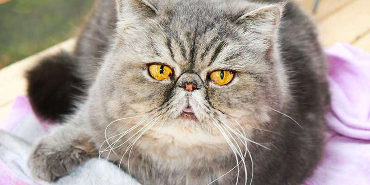 Сколько живут персидские. Персидская кошка. Персидская кошка брахицефал. Коты брахицефалы. Брахицефальная порода котят.