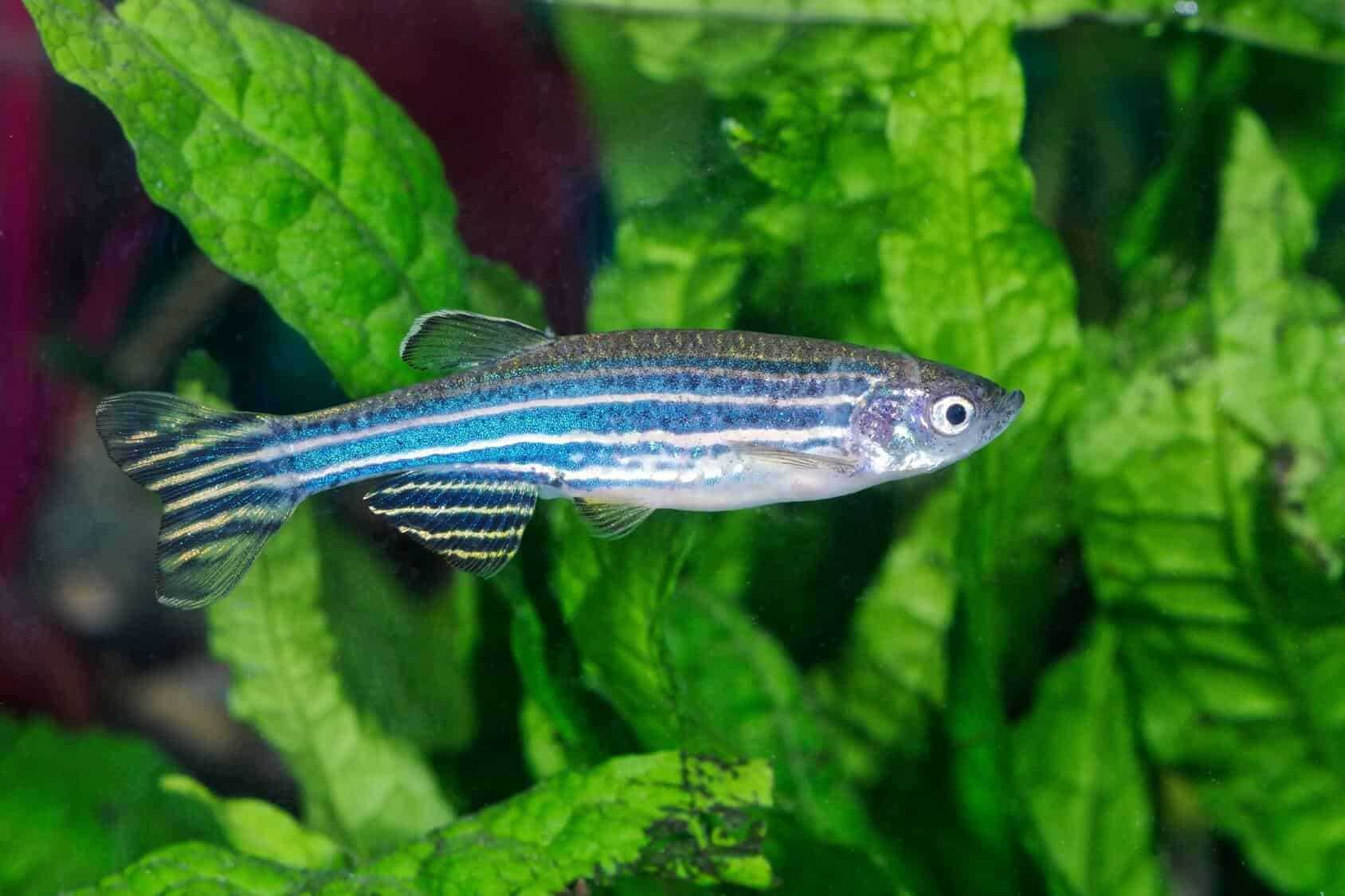 zebra danio